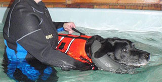 why-hydrotherapy-dog