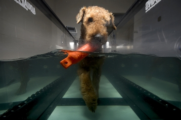 Force, an airedale who participates in canine agility competitions, gets some exercise in the underwater dog treadmill at the Purdue University Small Animal Hospital. (Purdue University photo/Charles Jischke)