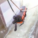 Hudson's Underwater Treadmill Helps Paralyzed Dog Walk Again