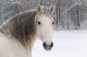 winter-horse