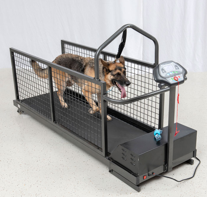 Dog Exercise Equipment  Treadmills, Exercise Balls, and Obstacle