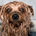 Dealing With Dog Hair in Your AquaPaws - Part 2