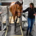Study Offers Water Treadmill Guidelines & Benefits for Equine Rehab & Conditioning