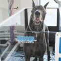 Aquatic Therapy Increases Strength and Mental Health in Senior Dogs