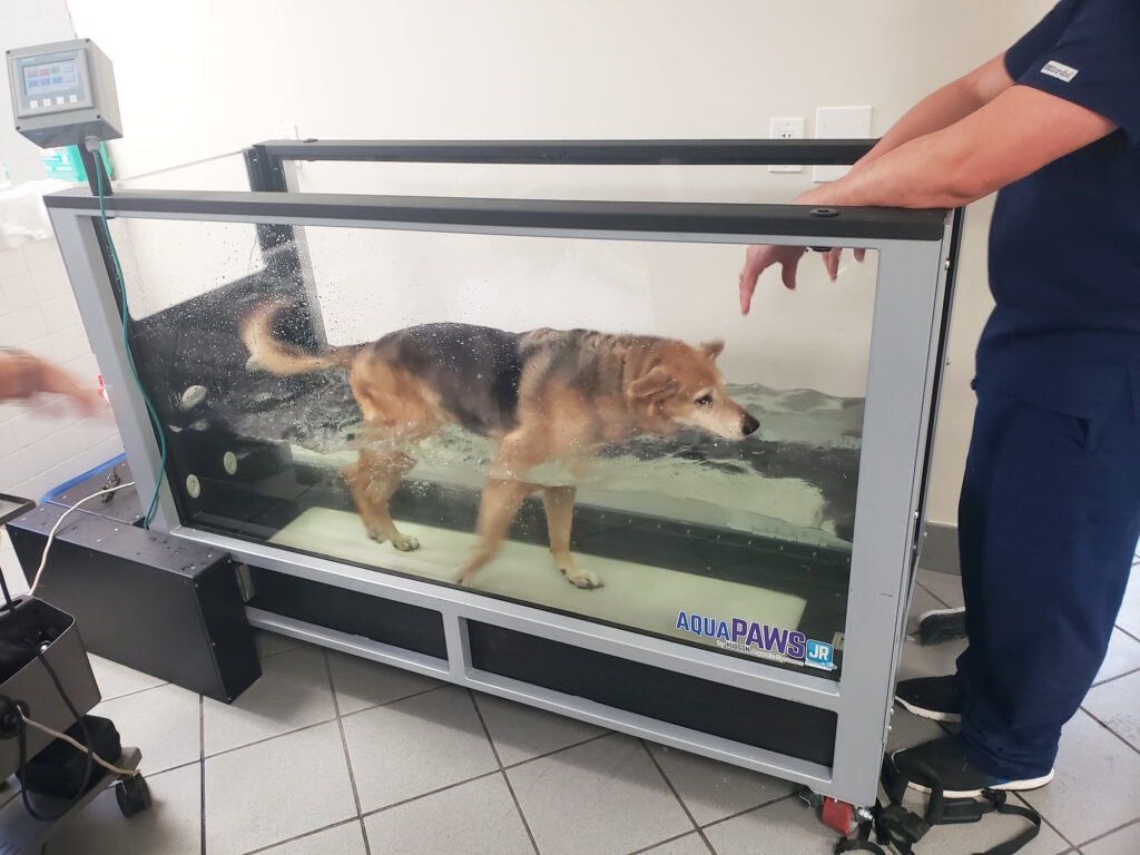Hudson Aquatic Underwater Dog Treadmill