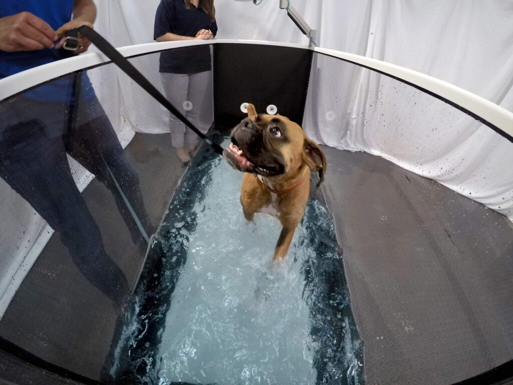 AquaPaws Plus Canine Hydrotherapy