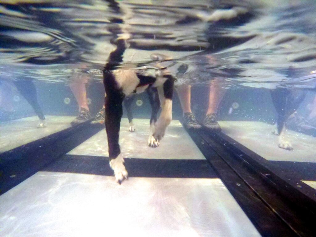 Dog Using Underwater Treadmill