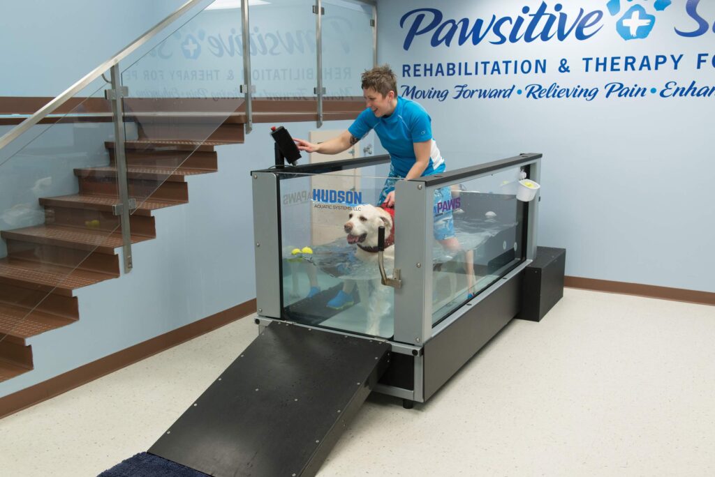 AquaPaws Plus Water Treadmill For Canine Rehabilitation