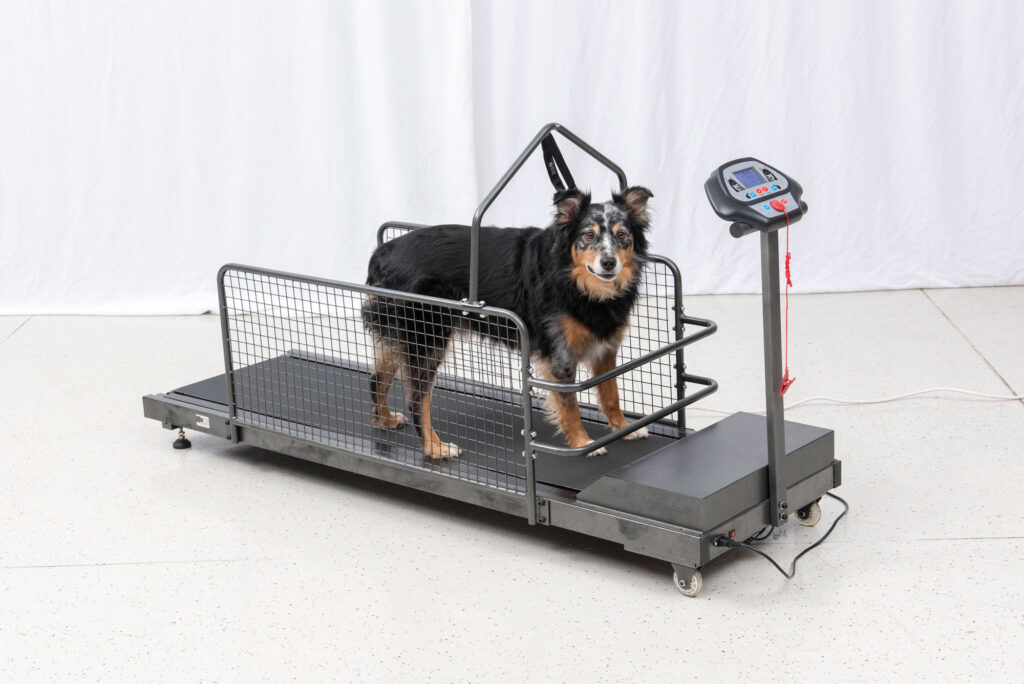 Canine Treadmill Therapy