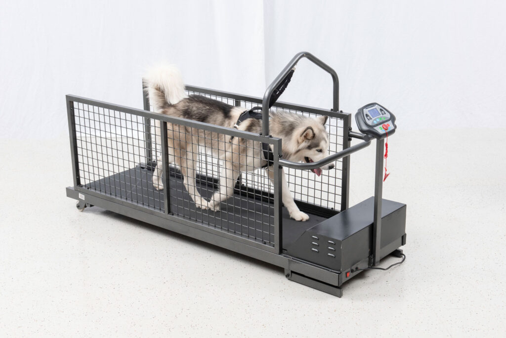 Dog Treadmill Therapy