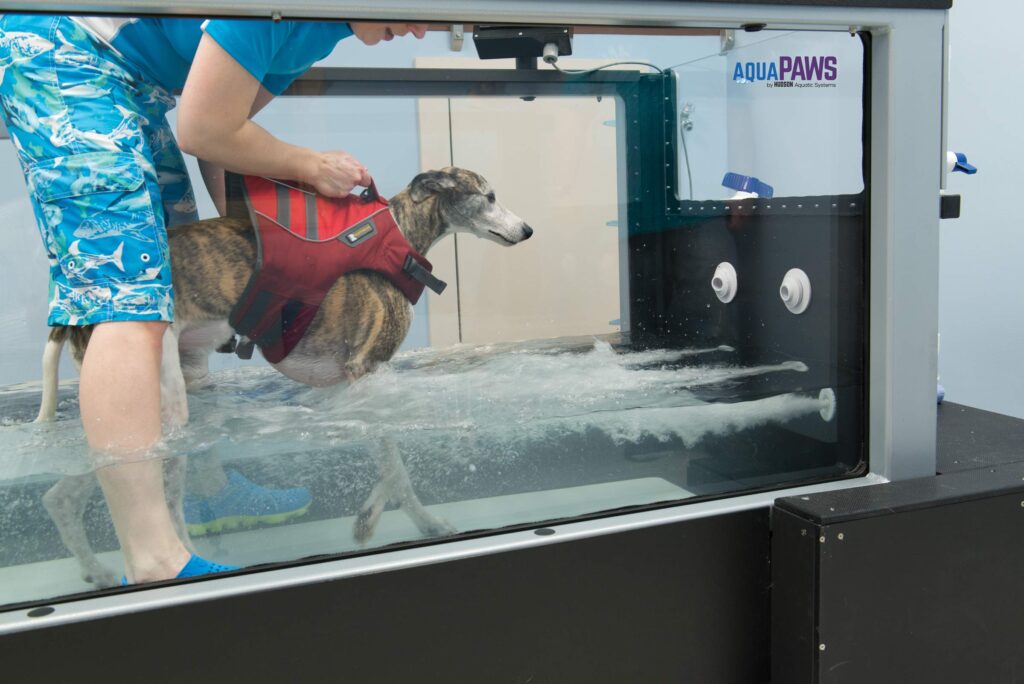 AquaPaws Plus canine treadmill
