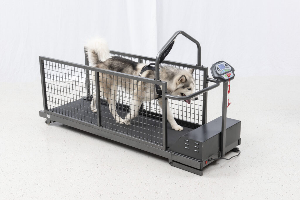 Canine Treadmill Therapy