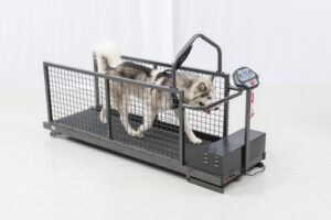 Canine Treadmill Therapy