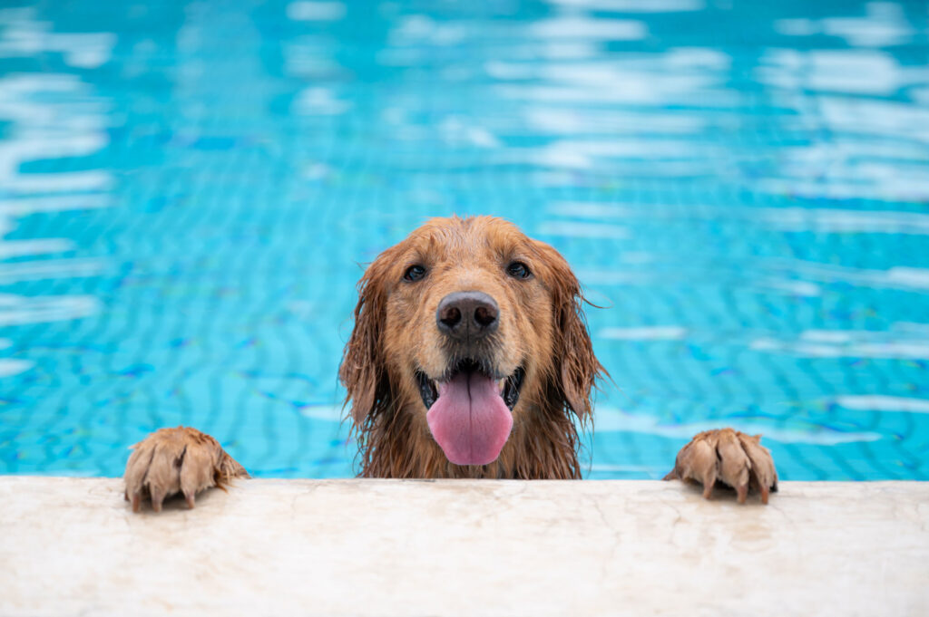 Dog in pool : )
