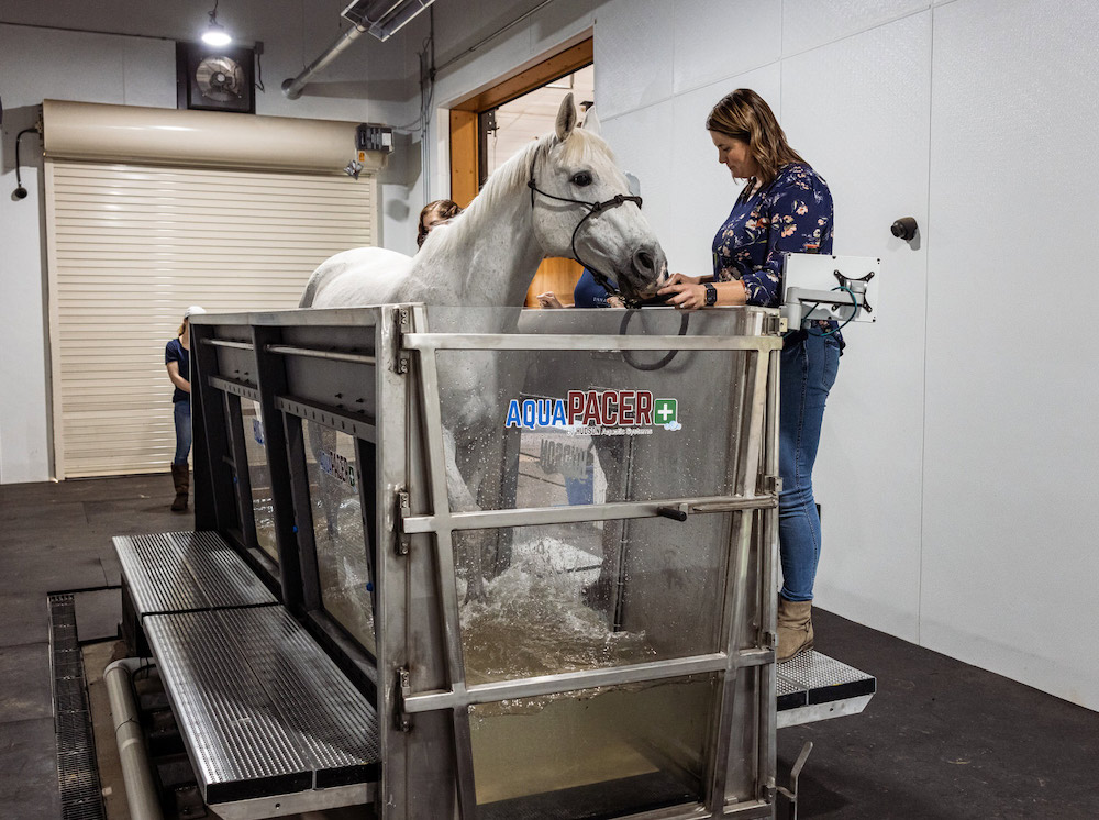 Equine Water Treadmill